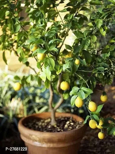 Zomoloco Rr111 Lemon Plant-thumb0