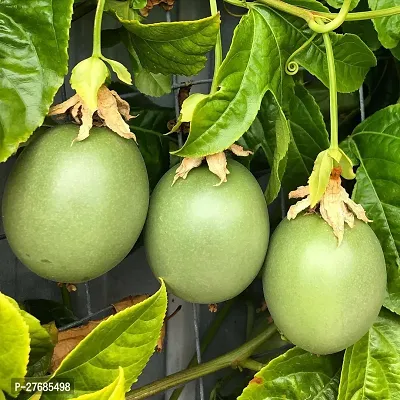 Zomoloco Air Layered Passion Fruit Plant Live Plan