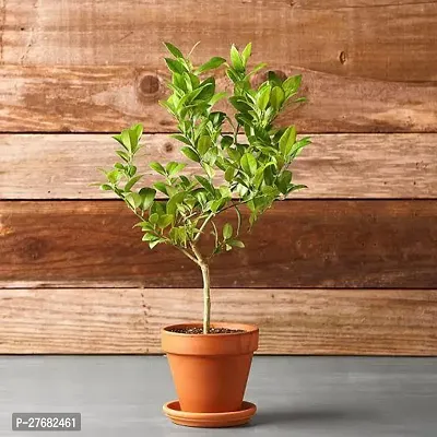 Zomoloco Rr101 Lemon Plant-thumb0