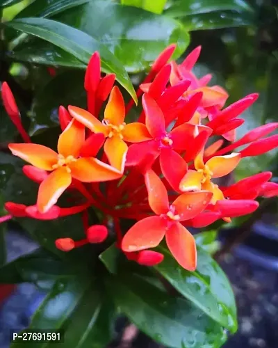 Zomoloco Trothic Ixora Chethi Red Plant Live Flowe