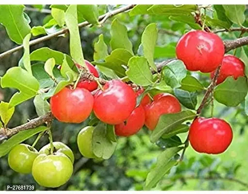 Zomoloco Cqc11 Cherry Fruit Plant-thumb0