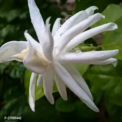 Zomoloco Arabian Jasmine Double Petal Live Flower-thumb0