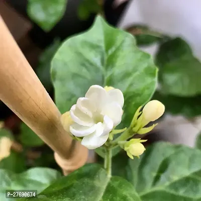 Zomoloco Arabian Jasmine Double Petal Live Flower