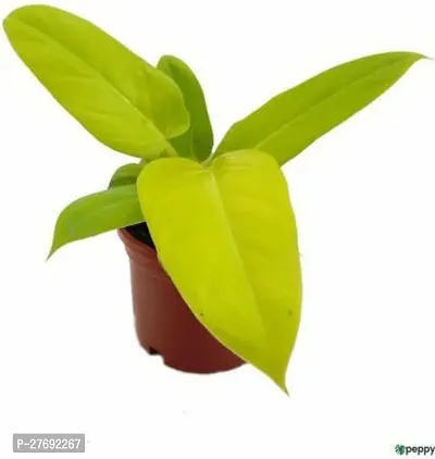 Zomoloco Philodendron Indoor Hybrid Live Plant For