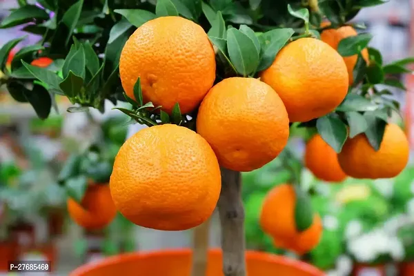 Zomoloco Mandarin Lemon Plant Lemon Plant-thumb0