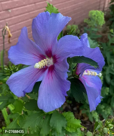 Zomoloco Hibiscus Blue Live Flower Plant Disha22-thumb0