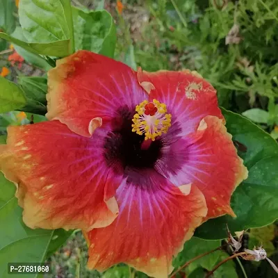 Zomoloco Hibiscus Hybrid Live Flower Plant Disha