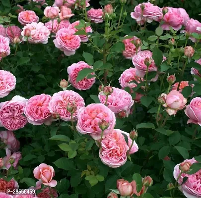 Zomoloco Rose Plant RR-Pinkrose-RT0202202