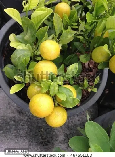 Zomoloco Egrdn855 Lemon Plant-thumb0