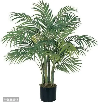 Zomoloco Areca Palm ARECA palm plant-thumb0