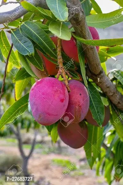 Zomoloco Amago24 Mango Plant-thumb0