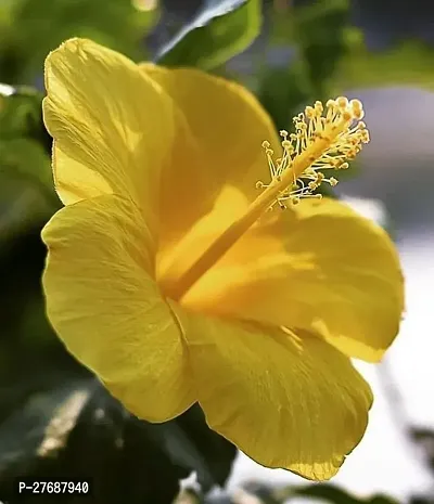 Zomoloco Hibiscus Yellow Live Flower Plant Cf3300