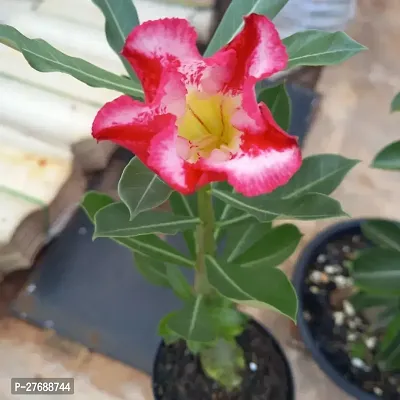 Zomoloco Air Layered Adenium Plant Live Plant Cf3