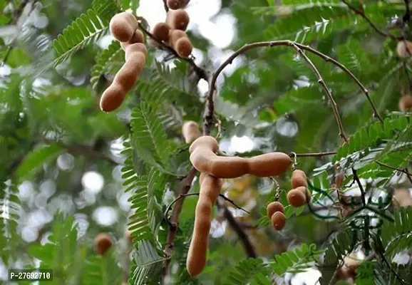 Zomoloco Hybrid Thai Sweet Tamarind Plant Live Pla