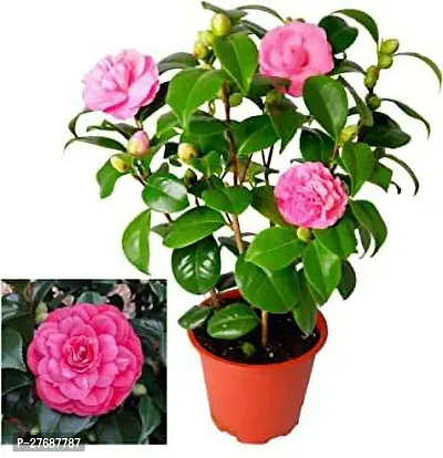 Zomoloco Pink Camellia Healthy Flower Plant For Ho-thumb0