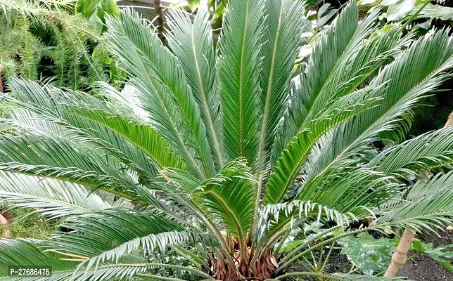 Zomoloco Cycas Revoluta Plant Live Plant Cf471 C-thumb0