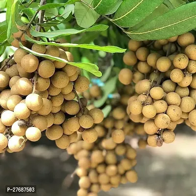 Zomoloco Rare Dwarf Longan Fruit Plant Thailand V