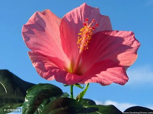 Zomoloco Hibiscus Pink Cf30069 Hibiscus Plant-thumb0