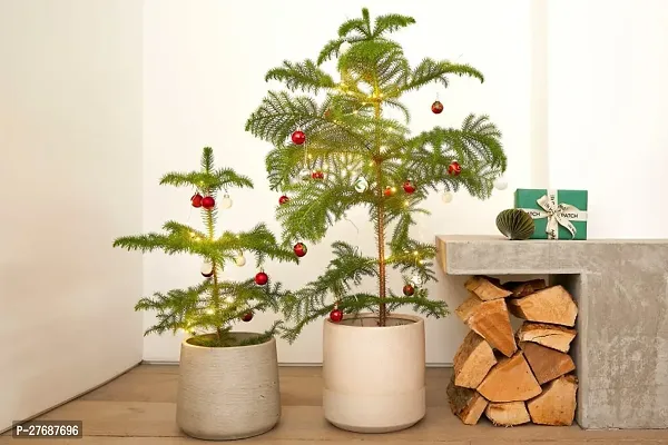 Zomoloco Live Christmas Plant Healthy Decorative