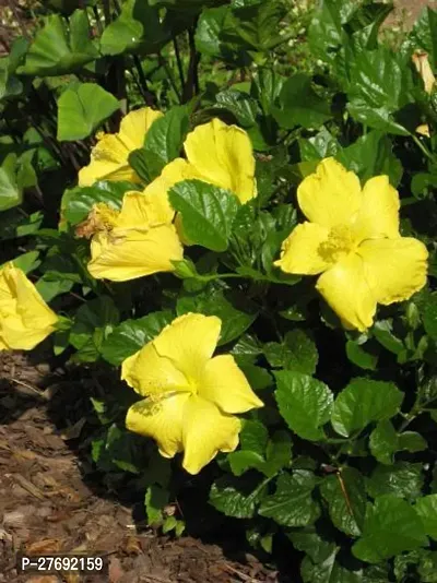 Zomoloco Hibiscus Yellow Plant Cf70050 Hibiscus