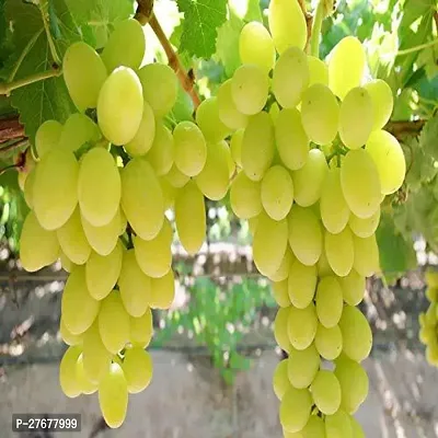 Zomoloco Rare Dwarf Grape Plant Golden Green Grape