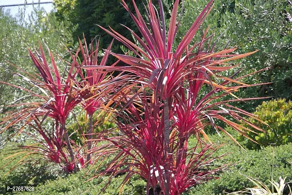 Zomoloco Live Air Purifying Red Edged Dracaena Mar