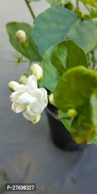 Zomoloco Arabian Jasmine Double Petal Live Flower-thumb0