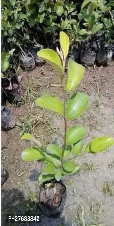 Zomoloco Custard Apple Plant3 Custard Apple Plant-thumb0