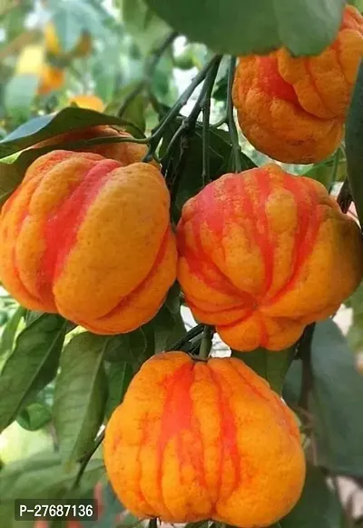 Zomoloco High Yield Orange Live Plantcf0110 Oran