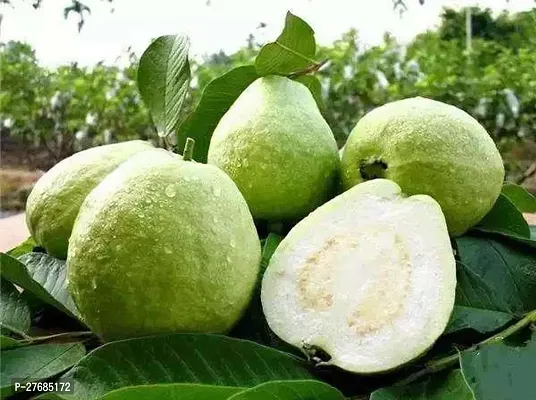 Zomoloco Guava Planthybrid Pack Of1Cfa141 Guav-thumb0