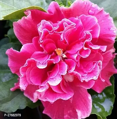 Zomoloco Rh191 Hibiscus Plant-thumb0