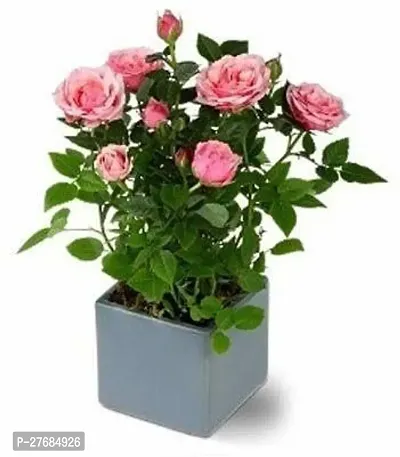 Zomoloco Pink Rose Plant Cfa428 Rose Plant-thumb0