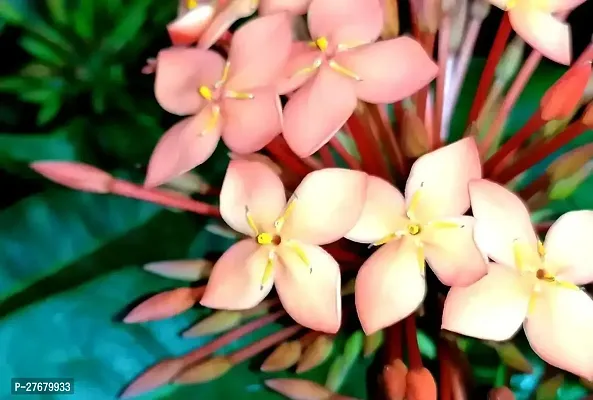 Zomoloco Trothic Ixora Chethi Pink Plant Live Flow