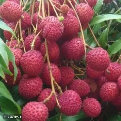 Zomoloco Air Layered Hybrid Purbi Litchi Plant Liv-thumb0