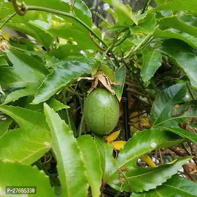 Zomoloco Air Layered Passion Fruit Plant Live Plan