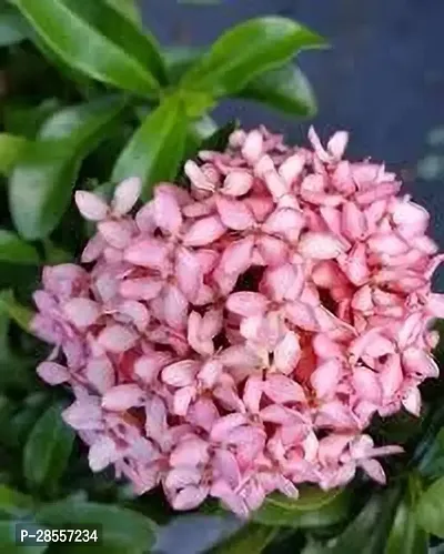 Zomoloco Ixora Plant IXORA PLANT NNG-thumb0