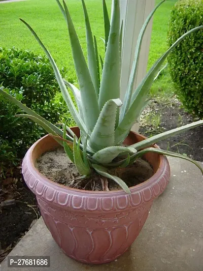 Zomoloco Aloe Vera Plantz1 Aloe Vera Plant-thumb0