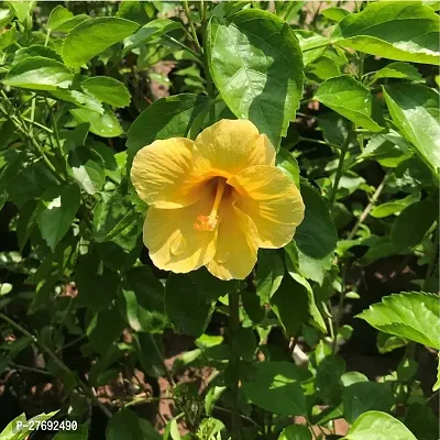 Zomoloco Hibiscus Yellow Plant Cf70053 Hibiscus-thumb0