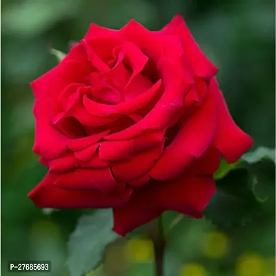 Zomoloco Red Rose69 Rose Plant-thumb0