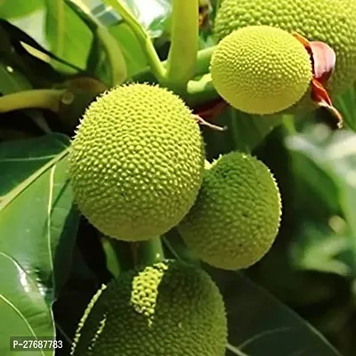 Zomoloco Live Breadfruit Plant Rare Dwarf Exotic A