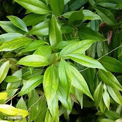 Zomoloco Tx01 Bay Leaf Plant-thumb0