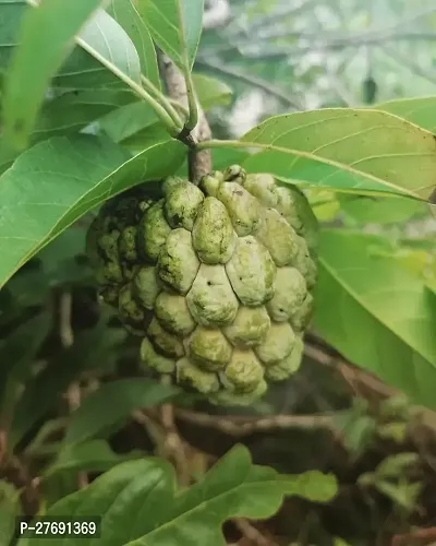 Zomoloco Custard Apple Live Plant Cf0097 Custard-thumb0