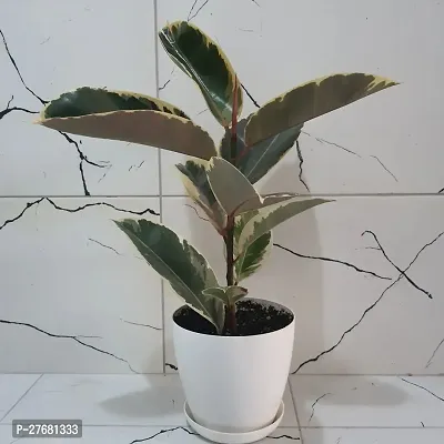 Zomoloco Live Rubber Plant For Indoor Home Decorat