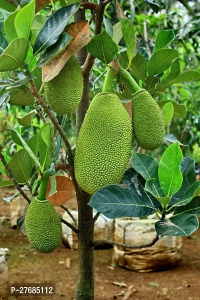 Zomoloco Hybrid Jack Fruit Plantcfa220 Jack Fru-thumb0