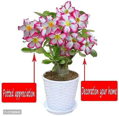 Zomoloco Air Layered Adenium Desert Roses Red W