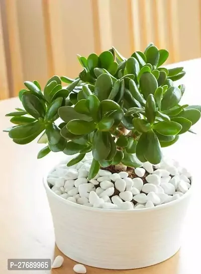 Zomoloco Jade Live Plant For Indoor Decoration C