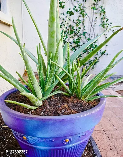 Zomoloco Aloe Vera Plant Cf00097 Aloe Vera Plant-thumb0