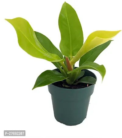 Zomoloco Philodendron Indoor Hybrid Live Plant For