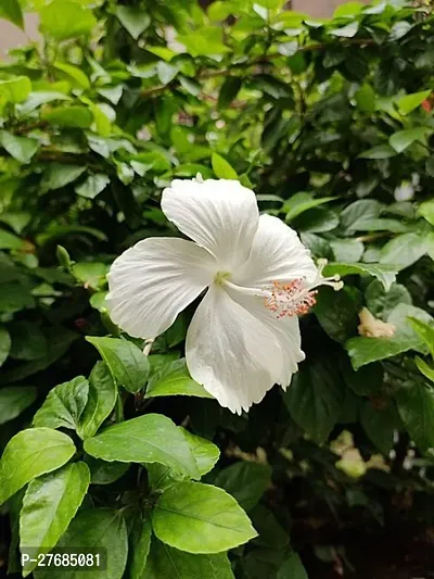 Zomoloco White Hibiscus Plantcfa175 Hibiscus Pl-thumb0