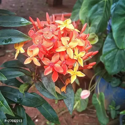 Zomoloco Trothic Ixora Chethi Red Plant Live Flowe